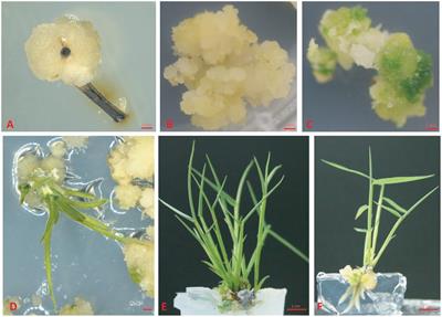 An Efficient Plant Regeneration and Transformation System of Ma Bamboo (Dendrocalamus latiflorus Munro) Started from Young Shoot as Explant